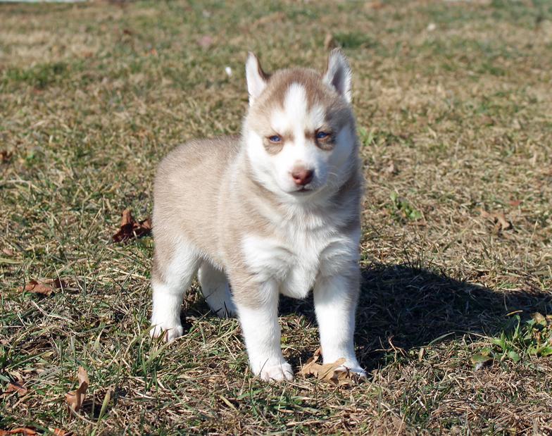 11 week old siberian husky